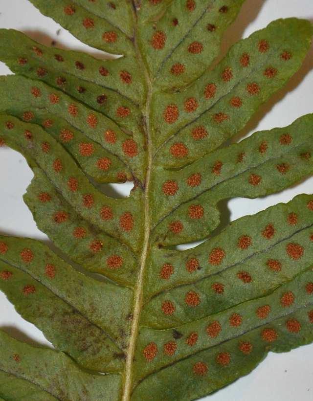 Řád Polypodiales Čeleď Polypodiaceae (osladičovité) kupky bez ostěr, listy stejnotvárné (trofosporofyly)