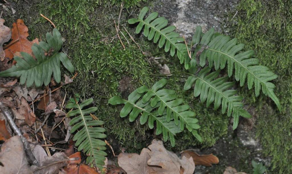 Řád Polypodiales Čeleď Polypodiaceae (osladičovité)