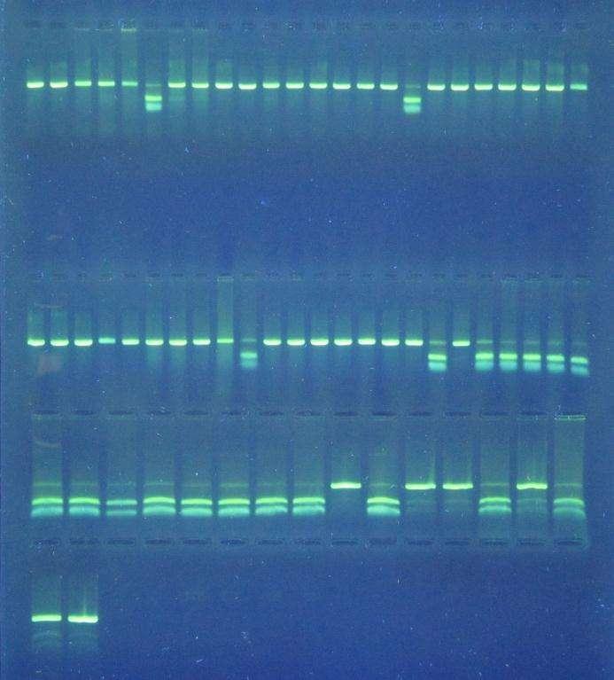 laboratórneho