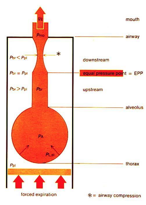 Equal pressure point EPP alveolus nos : gradient od hodnoty tlaku alveolárního až po hodnotu tlaku atm. klidné dýchání : intratorakální tlak je oproti atm.