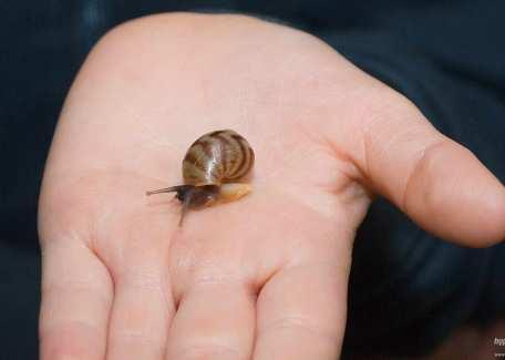 Světov tově významné druhy Achatina fulica (Achatinidae) jeden z nejhorších škůdců a