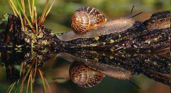 Světov tově významné druhy Cornu aspersum (Helicidae) extrémně hojný mediteránní druh, zavlečen člověkem do severní a jižní Ameriky, Austrálie, Nového Zélandu, jižní