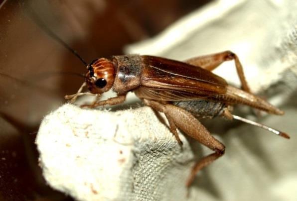 3.2.2 Cvrčci (Orthoptera) Hlavní zástupce je cvrček domácí (Acheta domestica). Cvrčci se ţiví jak rostlinnou tak ţivočišnou potravou, přednost dávají zelenině a kynutému pečivu.