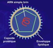 Nejčastější původci encefalitid virus klíšťové meningoencefalitidy (na obrázku) virus