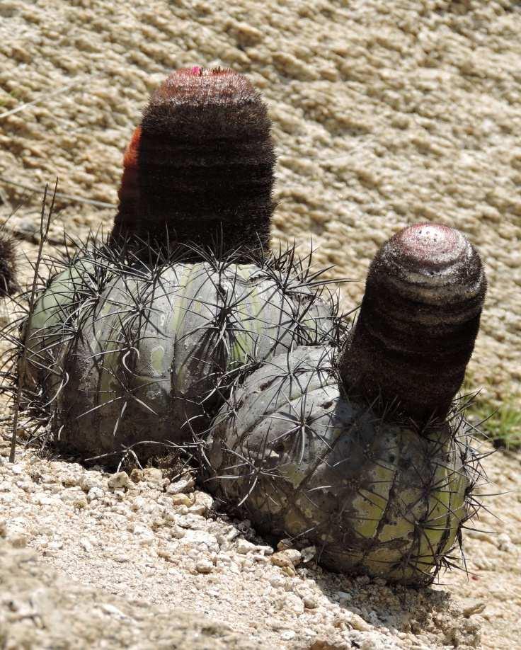roste pěkný Melocactus peruvianus a dva cereusovité druhy. O kousek dále rostou další jiné druhy (KL15-042).