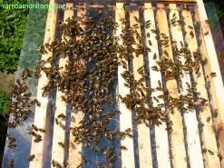 Setřesené včely na fólii Sesypání včel z fólie do kelímku