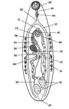 Vylučovací soustavu tvoří plaménkové buňky (solenocyty), složené z 50 až 100 mikrofilament, a odvodné kanálky, vyúsťující na povrch těla.