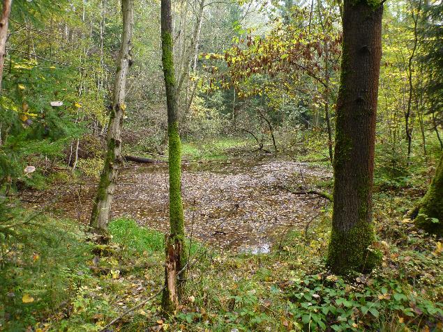 31 Zamokřená část nivy podél Prosečského potoka nad Domaslavicemi.