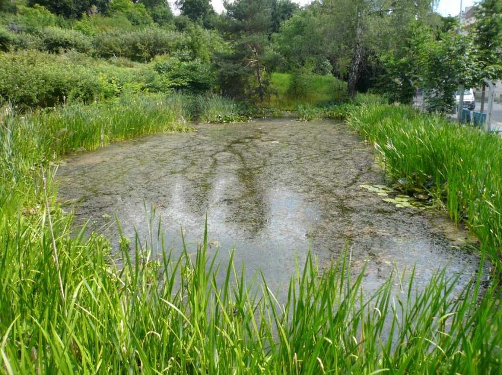 Studované