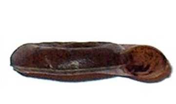13 Terčovník vrboubený (Planorbis