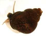 rmutná (Bithynia tentaculata), a) nákres