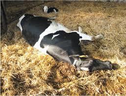 Klinická hypokalcémie Obr.1 Stádium 1 trvá krátkou dobu ( 1 hodina) takže často unikne pozornosti. Kráva přenáší váhu ze strany na stranu.