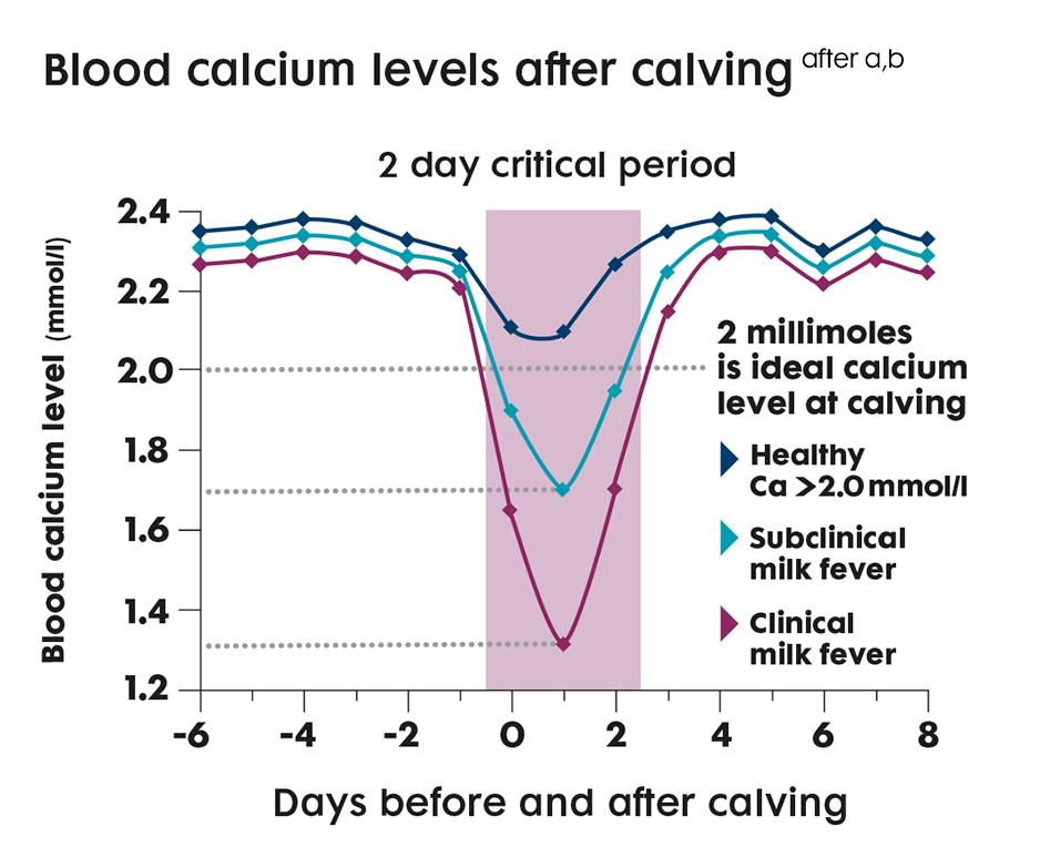 Subklinická hypokalcémie Vyskytuje se 24 h před až 72 h po porodu Při standardním způsobu výživy postihuje až 50 % krav Riziko se