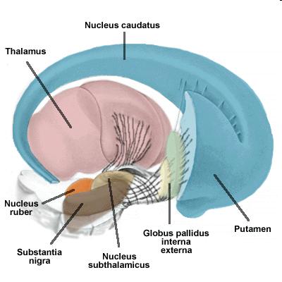 Bazální ganglia Klíčová role v procedurálním učení dovednosti (motor skills) např.