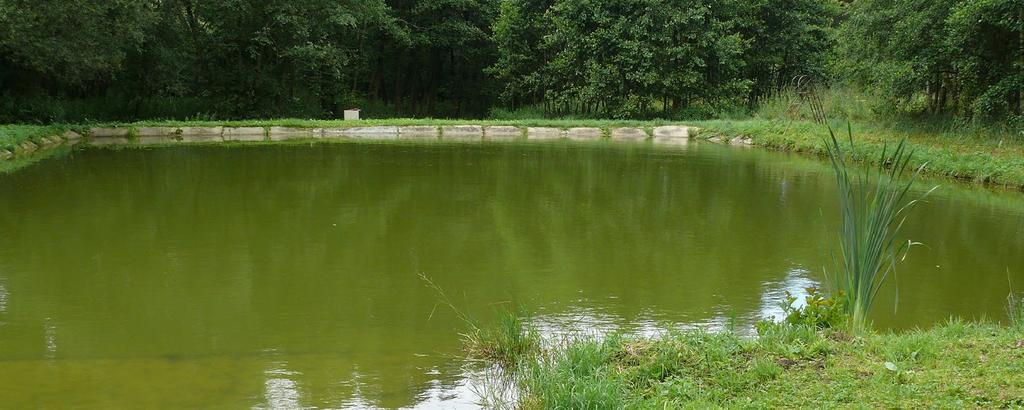 I dlouhodobě funkční koupaliště využívají obojživelníci k rozmnožování, a to často i velmi ohrožené druhy.