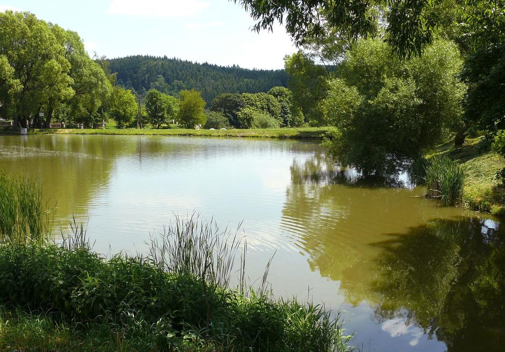 Početné hejno polodivokých kachen, určených k pozdějšímu odstřelu.