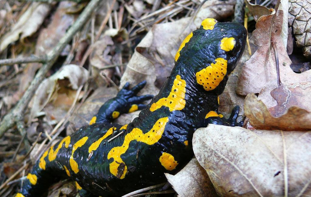 DRUHY NA VYSOČINĚ MLOK SKVRNITÝ Salamandra salamandra Fire Salamander Feuersalamander Popis velikost dospělců údajně až do 25 cm, u nás většinou mezi 14 a 17 cm charakteristický žlutočerný vzor na