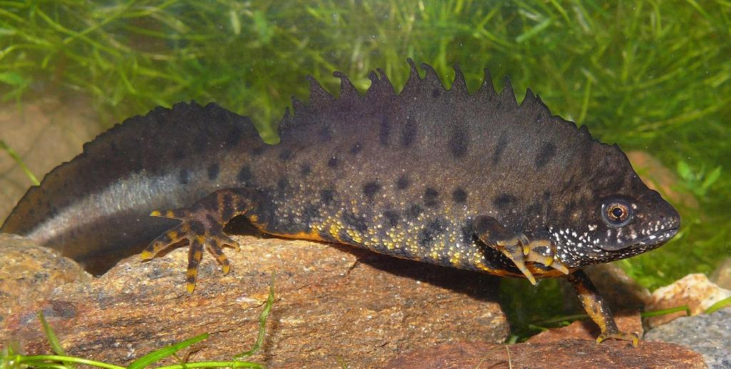 ČOLEK VELKÝ Triturus cristatus Great Crested Newt Kammmolch Popis velikost samců do 16 cm, samic až do 18 cm, spíše však menší kůže je hrubě zrnitá; prsty na nohou i nohy mají oranžovočerné zbarvení