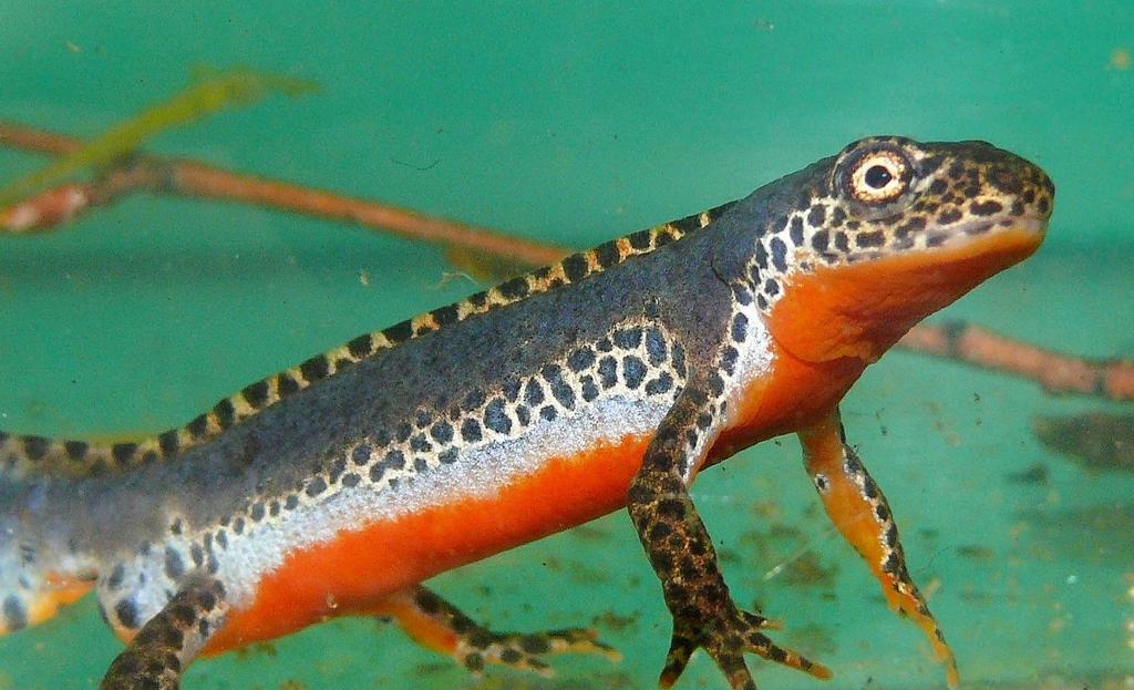 ČOLEK HORSKÝ Ichthyosaura alpestris (Triturus alpestris) Alpine Newt Bergmolch Popis velikost samců do 9 cm, samic do 12 cm zbarvení svrchní strany je většinou modrošedé, hnědošedé nebo tmavě šedé,