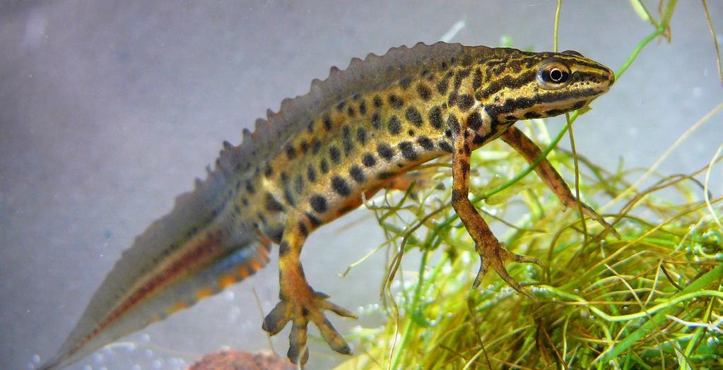 ČOLEK OBECNÝ Lissotriton vulgaris (Triturus vulgaris) Smooth Newt Teichmolch Popis velikost dospělců obvykle 6 až 9 cm, maximálně 11 cm mezi samci a samicemi jsou velké rozdíly ve zbarvení, a to jak