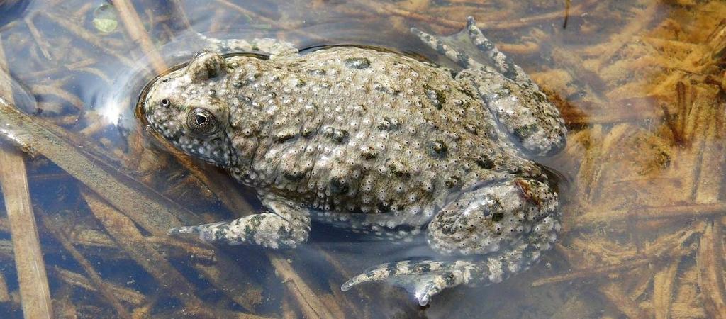 KUŇKA OHNIVÁ (KUŇKA OBECNÁ) Bombina bombina Fire-bellied Toad Rotbauchunke Popis velikost dospělců cca do 6 cm, spíše ale výrazně menší oční zornice jsou srdcovitého či trojúhelníkovitého tvaru kůže