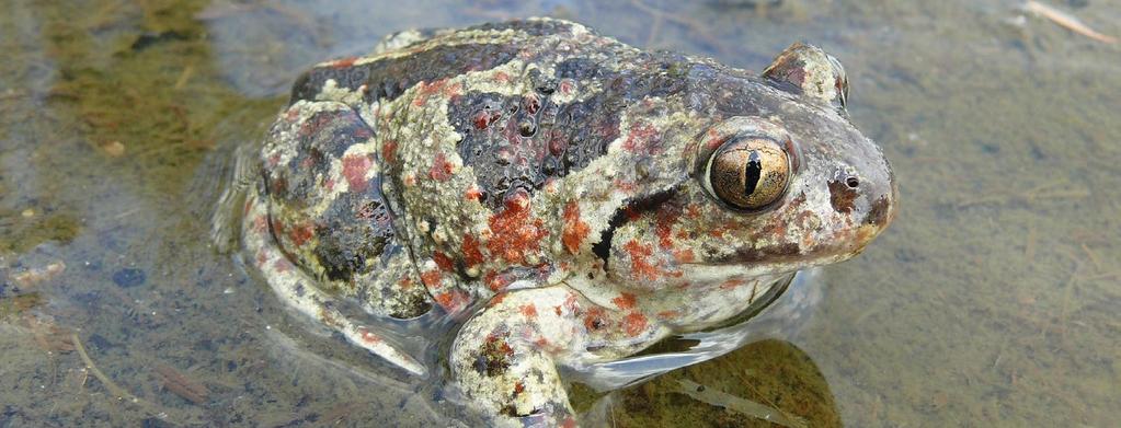 BLATNICE SKVRNITÁ Pelobates fuscus Common Spadefoot Knoblauchkröte Popis velikost dospělců obvykle 4,5-6 cm, maximálně 7 cm na vrcholu hlavy má charakteristické zaoblení (tzv.