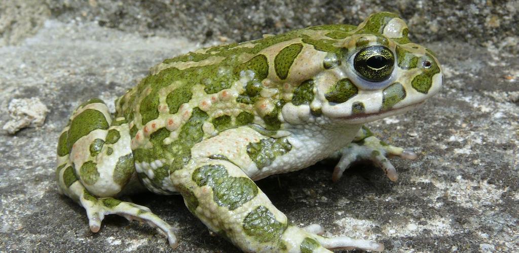 ROPUCHA ZELENÁ Bufotes viridis (Bufo viridis) Green Toad Wechselkröte Popis velikost samic až do 10 cm, samců do 8 cm podobně jako ropucha obecná robustní žába s výraznými jedovými žlázami na hlavě