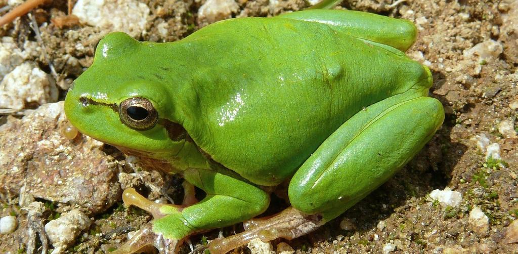 ROSNIČKA ZELENÁ Hyla arborea Common Tree Frog Europäischer Laubfrosch Popis velikost do 50 mm, obvykle však 30-40 mm vyznačuje se typicky zploštělými konci prstů, které jsou dobře přilnavé k