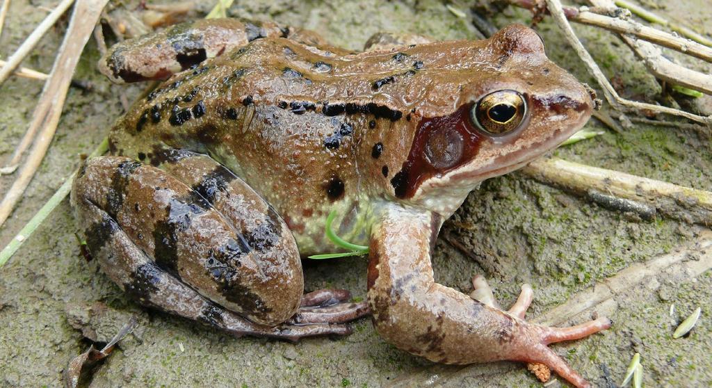 SKOKAN HNĚDÝ Rana temporaria Common Frog Grasfrosch Popis velikost dospělců obvykle 7-9 cm, maximálně 12 cm zbarvení samců bývá rozmanité, v různých odstínech hnědé, černohnědé, šedohnědé, okrové,