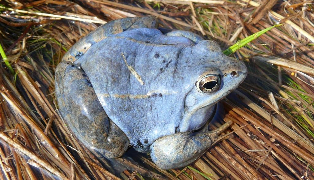 SKOKAN OSTRONOSÝ (SKOKAN RAŠELINNÝ) Rana arvalis Moor Frog Moorfrosch Popis velikost dospělců obvykle 55-60 mm, maximálně 80 mm zbarvení je poměrně variabilní: šedé, šedohnědé, žlutohnědé a často též