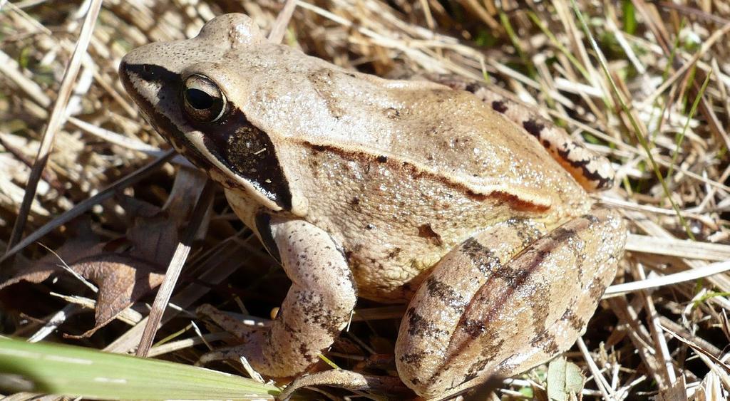 SKOKAN ŠTÍHLÝ Rana dalmatina Agile Frog Springfrosch Popis obvyklá velikost samců je do 6,5 cm a samic do 8 cm, maximálně 9 cm zbarvení hřbetu je jednotně světle červenohnědé, světle hnědé, šedavé