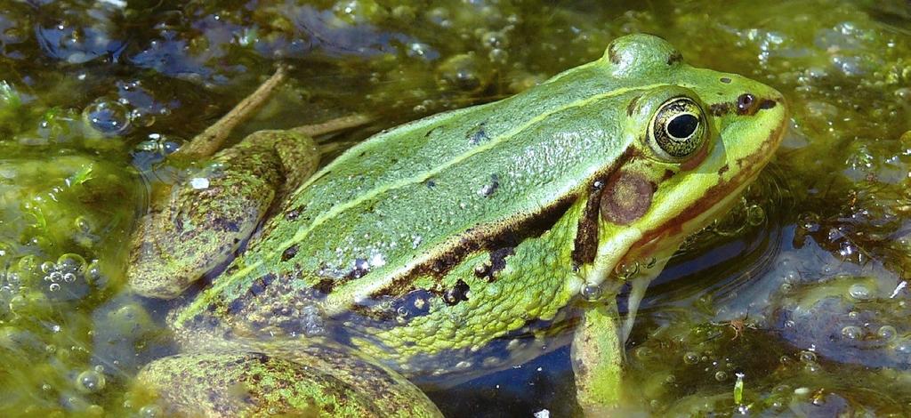 SKOKAN KRÁTKONOHÝ (SKOKAN MENŠÍ) Pelophylax lessonae (Rana lessonae) Pool Frog Kleiner Wasserfrosch Popis samci mají obvykle 4,5 až 5,5 cm, výjimečně 7 cm; samice dosahují velikosti do 6,5 cm,