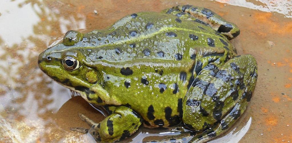 SKOKAN ZELENÝ Pelophylax esculentus (Rana kl.