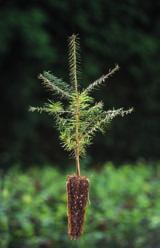 Cedrus libani