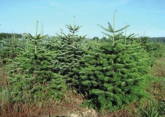 koreana) Orientační cena vánočních stromků se pohybuje od 170 Kč