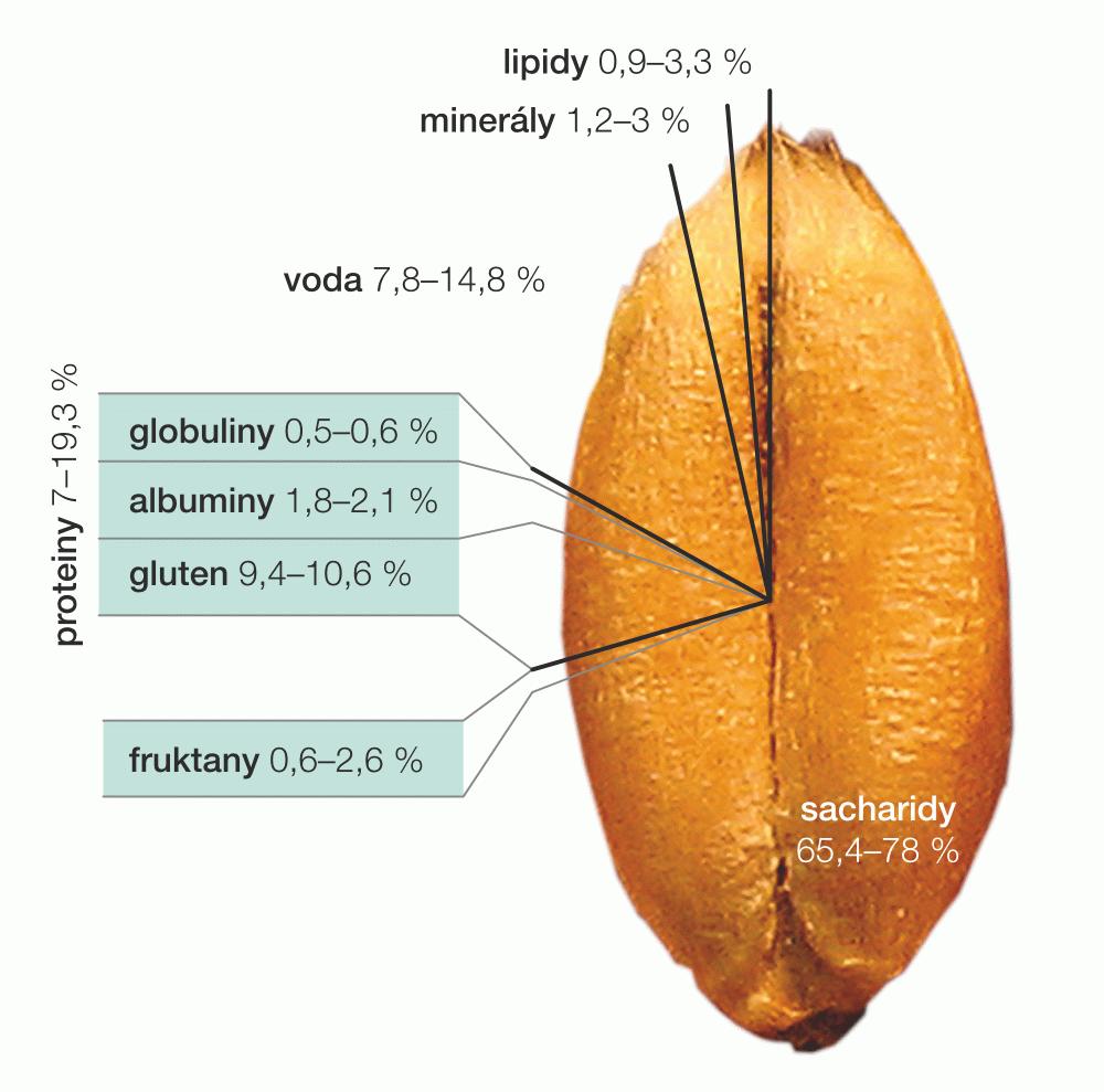 Obrázek 1: Obsah glutenu v zrnu pšenice Zdroj: Hoffmanová, 2016 5.6 Patogeneze Většina změn na sliznici je v proximální části tenkého střeva a distálně jich ubývá.