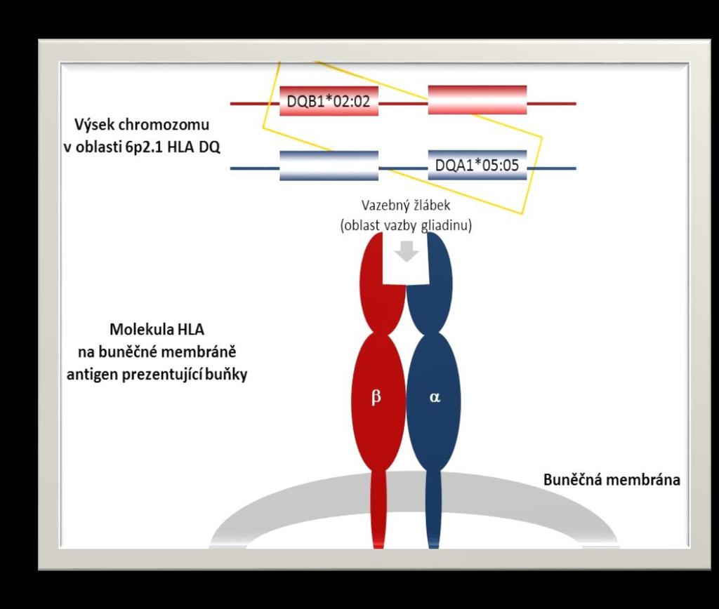 Varianty DQ 2.5 genotypu DQ 2.5 cis DQ 2.