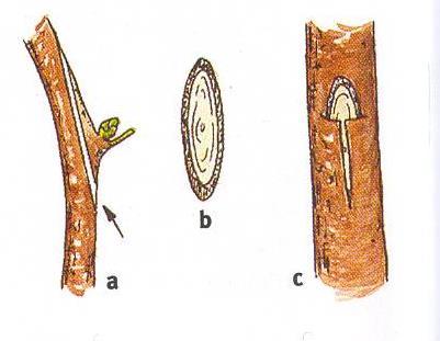 3. Nikolování mezi očko a podnož se klade úzký proužek dřeva z afinní odrůdy