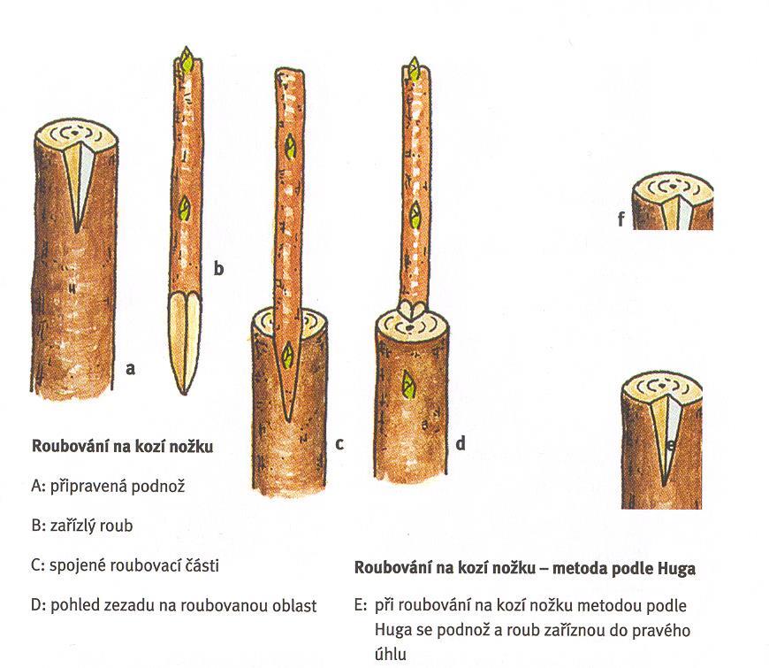 Roubování a očkování - PDF Free Download