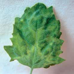 Přenos viru z listů třešní na indikátorové rostliny byl úspěšný pouze z čerstvých nebo zamražených listů, které byly odebrány ze stromů na jaře a na počátku léta.
