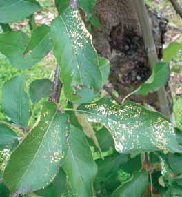 virus ApMV) 2 Toto poškození se projevuje jako výtok slizovité hmoty žluté, oranžové až červenohnědé barvy z trhlin a ran na kmenech a větvích stromů, které jsou oslabené nebo napadené.