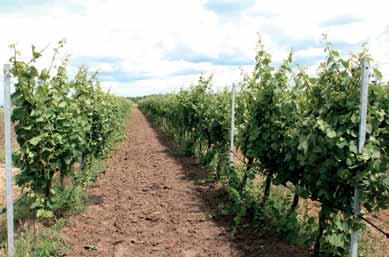 vinohradnictví Padlí révy v moravských vinicích v roce 2015 Teplé a suché počasí signalizovalo od začátku vegetačního období intenzivní tlak padlí révy.