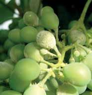 V roce 2015 došlo také ke změně pravidel pro pěstování révy vinné v podmínkách integrované a ekologické produkce. Ve vinohradech se proto stále častěji objevovaly prostředky pro Obr.