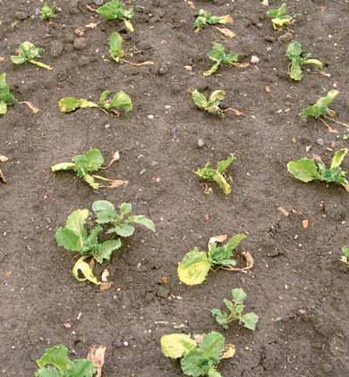 degradace herbicidu v rostlině, je významná především teplota (v chladnu je degradace pomalejší) a průběh srážek během vegetace (intenzivní srážky před sklizní, kterým předcházela suchá perioda,