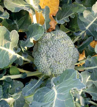 Brokolice z konvenčního systému pěstování Brokolice z ekologického systému pěstování Vysazovalo se 16. 8. 2007, 1. 4. a 25. 7. 2008 do sponu 0,6 x 0,5 m a 0,5 x 0,5 m.