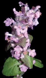květinářství Zběhovce (Ajuga L.) a jejich odrůdové sortimenty The Bugleweed (Ajuga L.