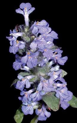 , 2011) vytrvalých i jednoletých druhů s potlačenými horními pysky květů kdysi snad dvoupyských, svíraných zvonkovitými, téměř pravidelnými, pětizubými kalichy a vyvíjených mezi nápadnými listeny v
