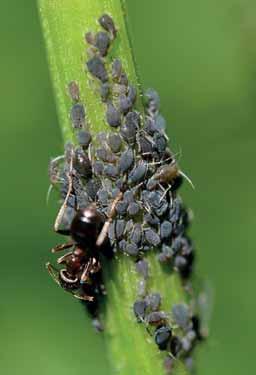 ochrana Mravenci a mšice Na první pohled se může zdát, že mravenci a mšice toho nemají moc společného. Mravenci patří mezi blanokřídlý hmyz a jsou blízce příbuzní například včel, vos či čmeláků.