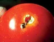 Lilek brambor (Solanum tuberosum) je zmiňován v literatuře též jako hostitel tohoto škůdce, který se ale v porostech této plodiny vyskytuje pouze nahodile.