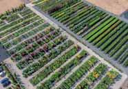 Z letních řízků byl namnožen památný hodnotný exemplář Cornus florida s výtěžností 90 %, původ Americká zahrada, Chudenice.